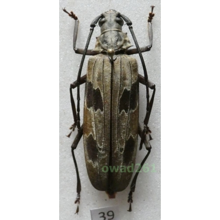 Megopis maculosa (Thomson, 1857) Laos 41mm39